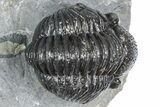 Curled Proetid (Gerastos) Trilobite Fossil - Morocco #363962-3